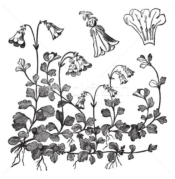 Linnaea borealis or Twinflower, vintage engraving Stock photo © Morphart