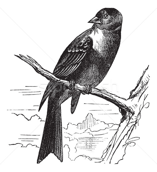 Ortolan bird, Emberiza hortulana or Ortolan Bunting, vintage eng Stock photo © Morphart