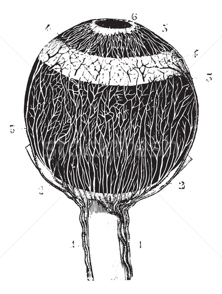 Stock photo: Arteries of the eye, vintage engraving.