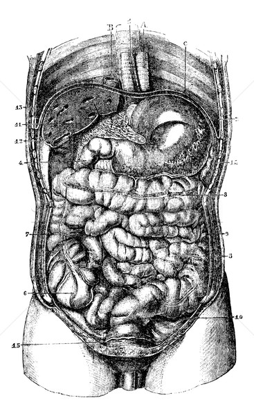 1. Esophagus. 2. Stomach. 3. Orifice pyloric stomach. 4. Duodenu Stock photo © Morphart