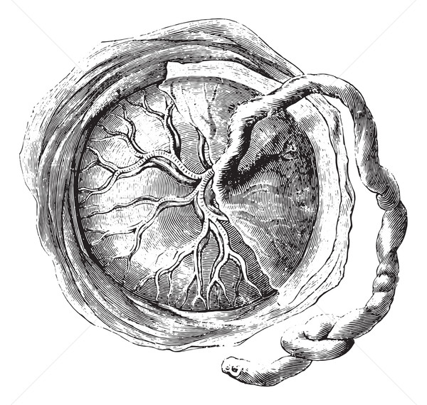 Placenta (internal or fetal face), vintage engraving. Stock photo © Morphart