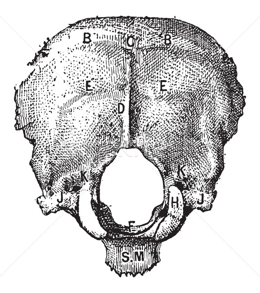 Occipital Bone, vintage engraving Stock photo © Morphart