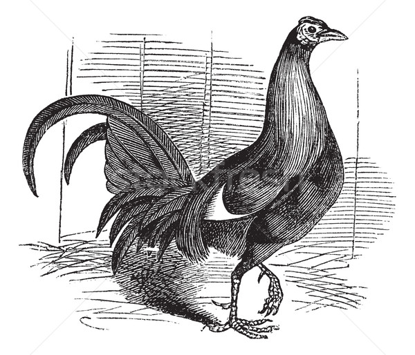 Gamecock or Game Rooster or Game Cockerel or Gallus gallus Stock photo © Morphart