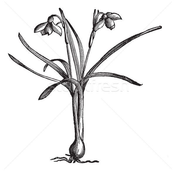 Snowdrop or Galanthus nivalis, vintage engraving Stock photo © Morphart