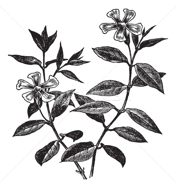 Periwinkle or Vinca minor, vintage engraving Stock photo © Morphart