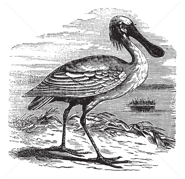 Eurasian Spoonbill or Platalea leucorodia vintage engraving Stock photo © Morphart