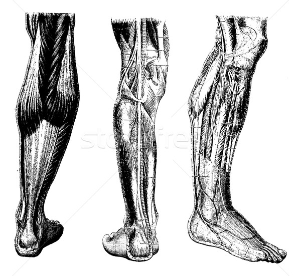 Human Leg, vintage engraving Stock photo © Morphart