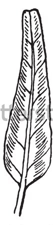 Posterior region of the leg. AA 'twin B. flexor digitorum. C. th Stock photo © Morphart