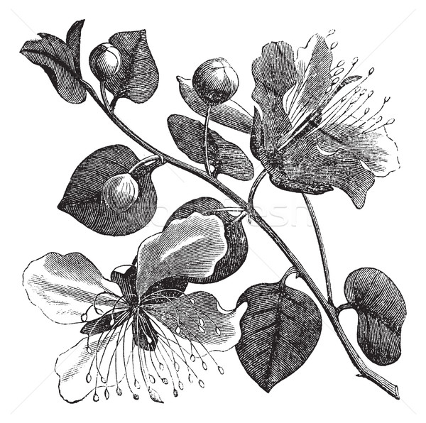 Common caper or Capparis spinosa vintage engraving Stock photo © Morphart