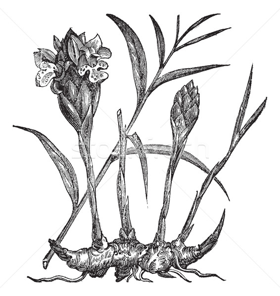 Zingiber officinale or Common Ginger vintage engraving  Stock photo © Morphart
