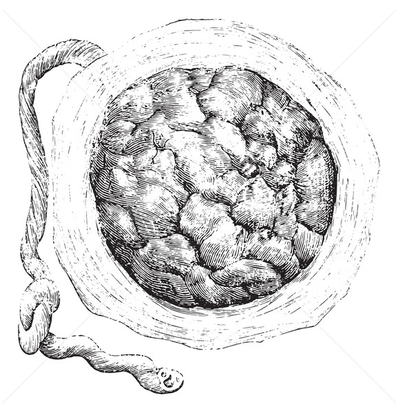 Placenta (external or uterine side), vintage engraving. Stock photo © Morphart