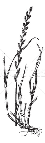 Perennial Ryegrass or Lolium perenne, vintage engraving. Stock photo © Morphart