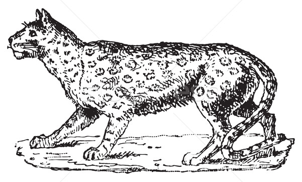 Ounce or Snow Leopard, vintage engraving. Stock photo © Morphart