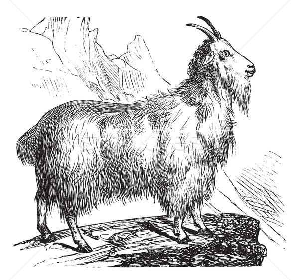 Wild Goat vintage engraving Stock photo © Morphart