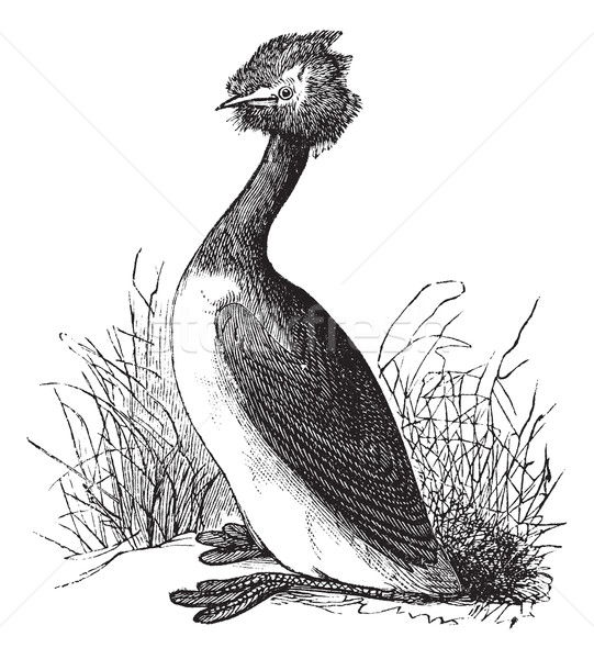 Great Crested Grebe or Podiceps cristatus vintage engraving Stock photo © Morphart