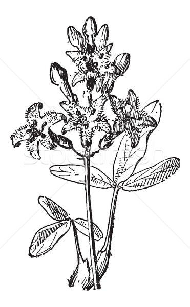 Bog-bean or Buckbean or Menyanthes trifoliata, vintage engraving Stock photo © Morphart