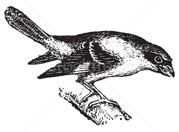 Shrike, vintage engraving. Stock photo © Morphart
