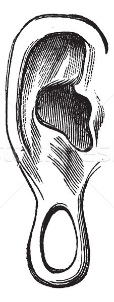 Stock photo: Ear of Manco Capac vintage engraving