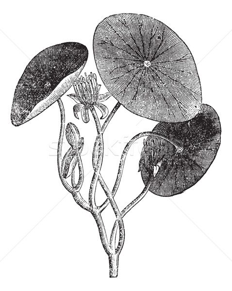 Acvatic plantă frunze epocă gravate Imagine de stoc © Morphart