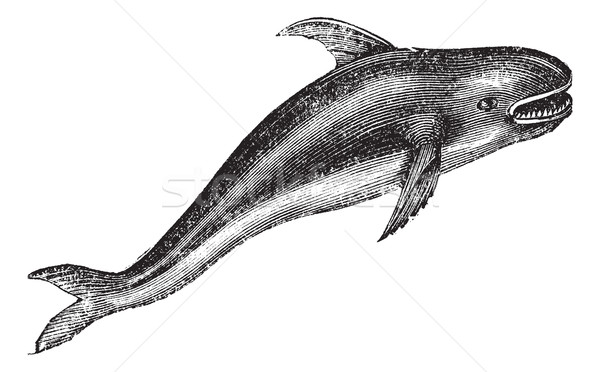 Killer whale or Orcinus orca vintage engraving Stock photo © Morphart
