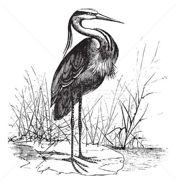 Common European heron (Ardea cinerea) or Grey heron vintage engr Stock photo © Morphart