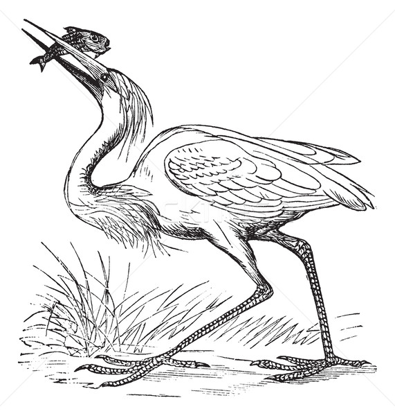 Great White Heron (Ardea occidentalis) vintage engraving Stock photo © Morphart
