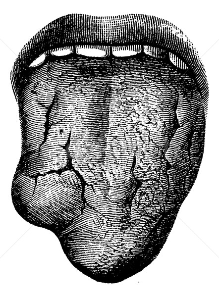 人的 舌頭 復古 刻 插圖 醫藥 商業照片 © Morphart