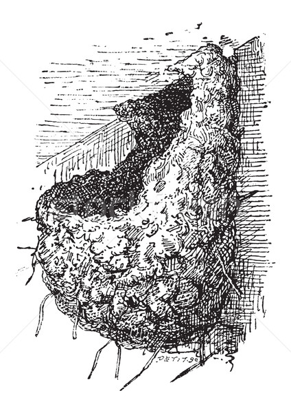 Nest of the Swallow or Hirundinidae, vintage engraving Stock photo © Morphart