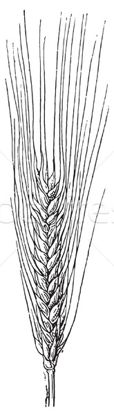 冬 大麦 ヴィンテージ 彫刻 刻ま 実例 ストックフォト © Morphart