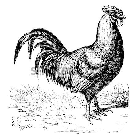 Stock photo: Rooster or Cockerel or Cock or Gallus gallus vintage engraving