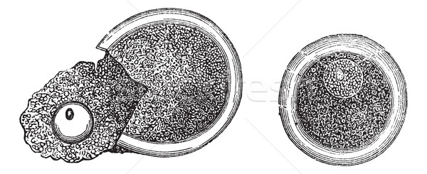 Embryology, vintage engraved illustration Stock photo © Morphart