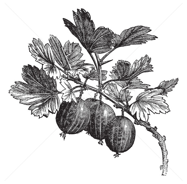 Gooseberry (Ribes grossularia) vintage engraving Stock photo © Morphart