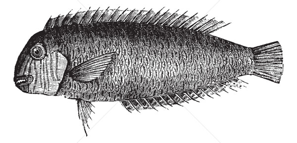 Pearly razorfish or Xyrichtys novacula vintage engraving Stock photo © Morphart