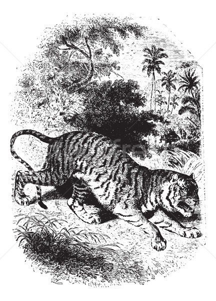 Tiger in forest, vintage engraving. Stock photo © Morphart