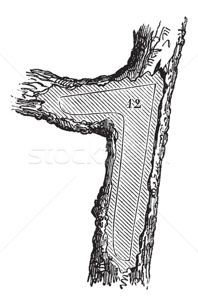 How a Tree is Made into Lumber - Forecastle, vintage engraving Stock photo © Morphart