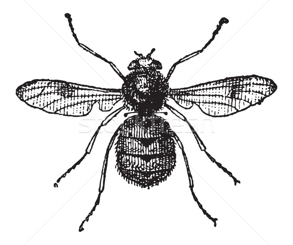 Botfly or Oestridae, vintage engraving Stock photo © Morphart