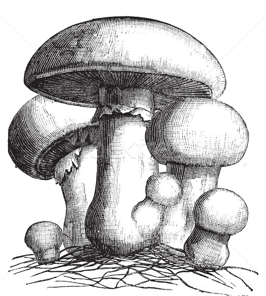 Agaricus campestris or meadow mushroom engraving Stock photo © Morphart