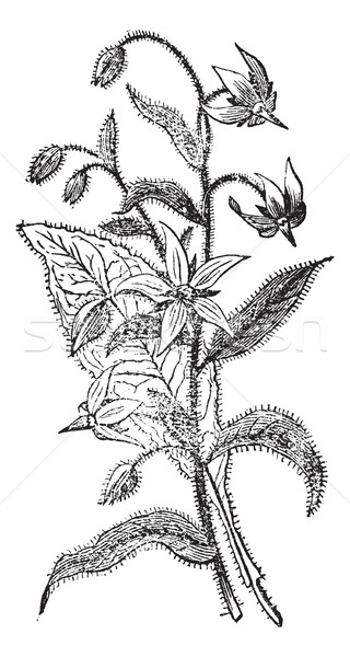 Borage or Borago officinalis, flowers, vintage engraving. Stock photo © Morphart