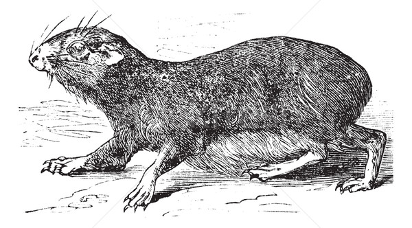 Kerodon rupestris or cavy vintage engraving Stock photo © Morphart