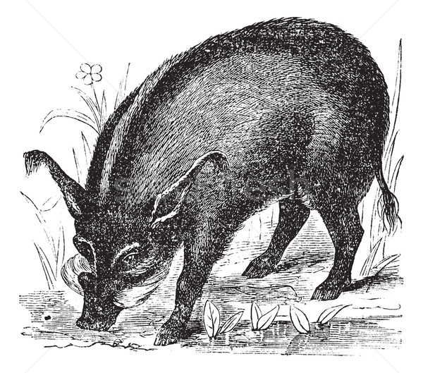 Warthog or Wart-hog or African Lens-Pig or Phacochoerus africanu Stock photo © Morphart