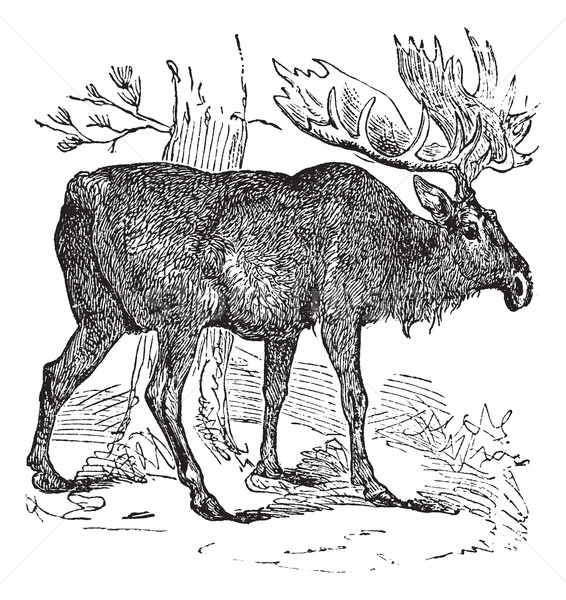 Moose or Eurasian Elk or Alces alces, vintage engraving Stock photo © Morphart
