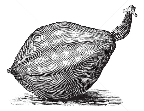 Stock photo: Bottle gourd or Lagenaria siceraria vintage engraving 