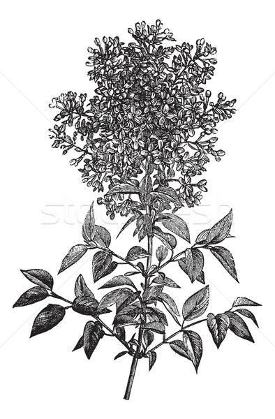 Syringa vulgaris (lilac or common lilac) vintage engraving Stock photo © Morphart