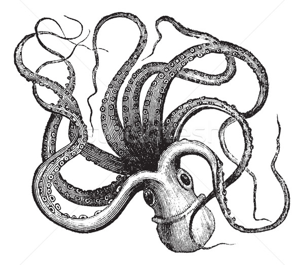 Common octopus (Octopus vulgaris), vintage engraving.  Stock photo © Morphart