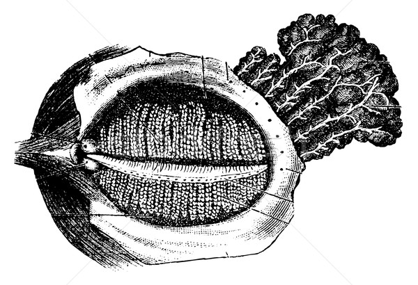 Profonde surface humaine paupière glande vintage Photo stock © Morphart