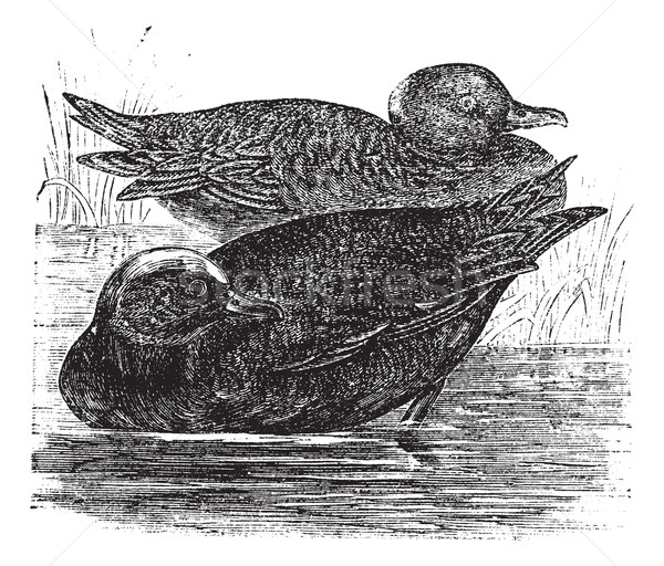 Wigeon  or Anas americana vintage engraving Stock photo © Morphart