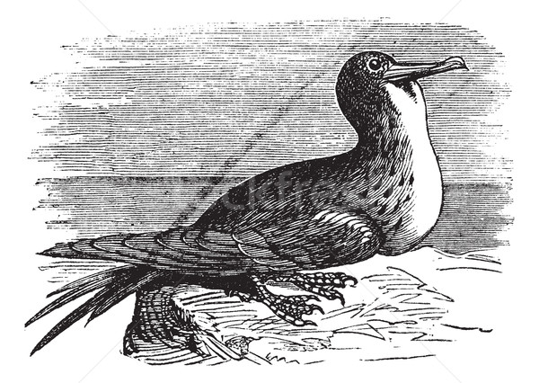 Great Frigatebird or Fregata minor  vintage engraving Stock photo © Morphart