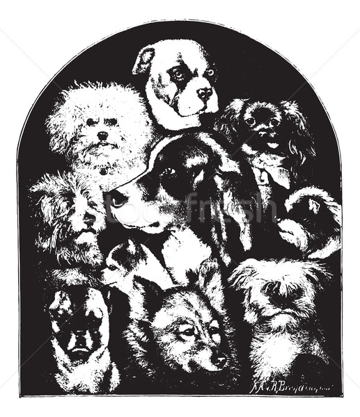 Dogs of various breeds, vintage engraving. Stock photo © Morphart