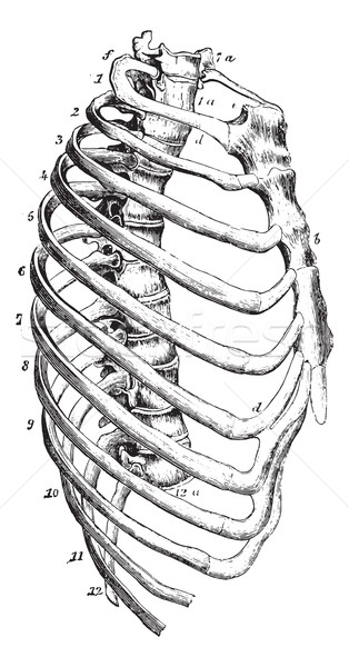 Sternum, vintage engraving. Stock photo © Morphart