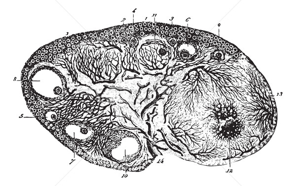 Cup ovary of a pregnant cat, vintage engraving. Stock photo © Morphart